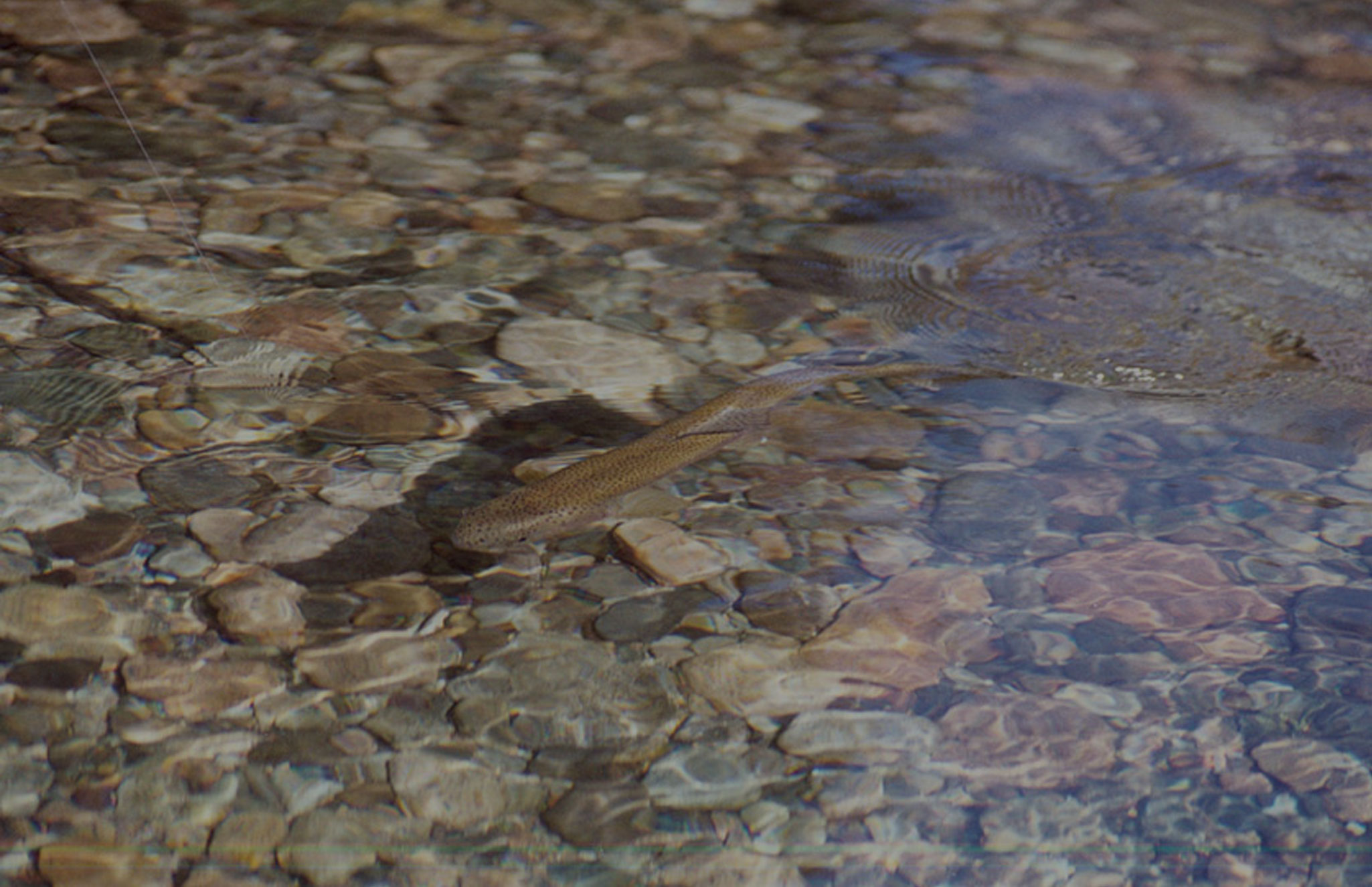 Doble All inclusive: Pesca con mosca y aventura - Imagen 14