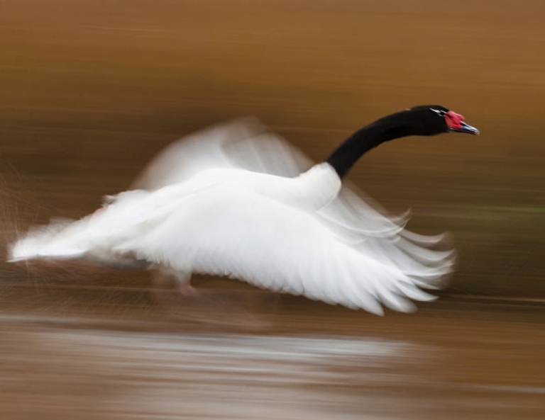 galeria_cisne